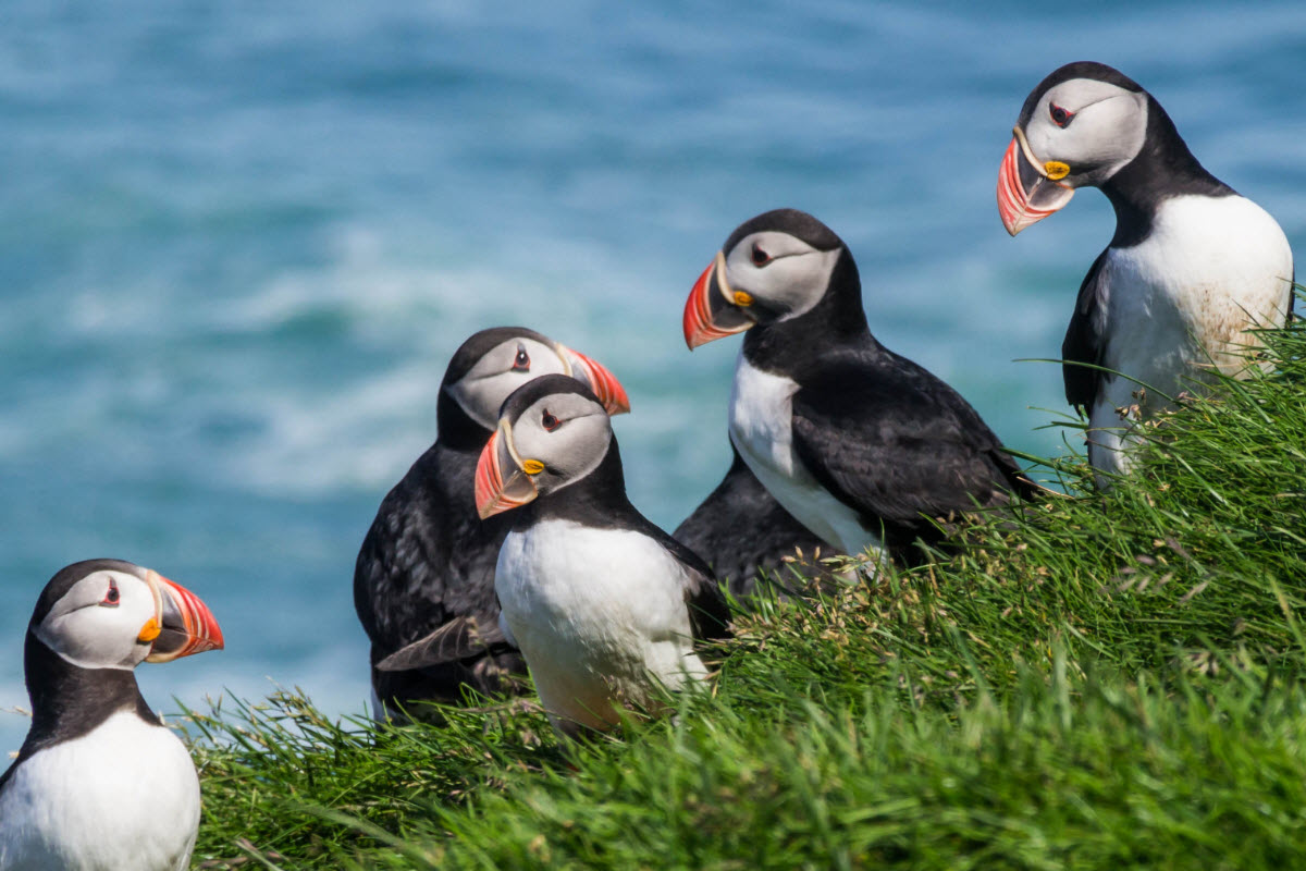 Dyrholey is a nesting place for the famous puffin and other seabirds from late April to early September