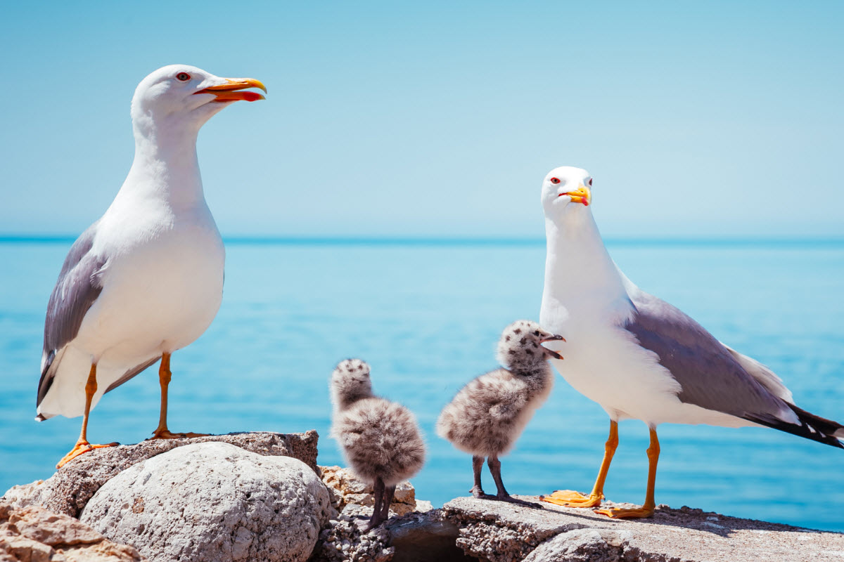 Many seabirds nest on and close to Dyrholey peninsula