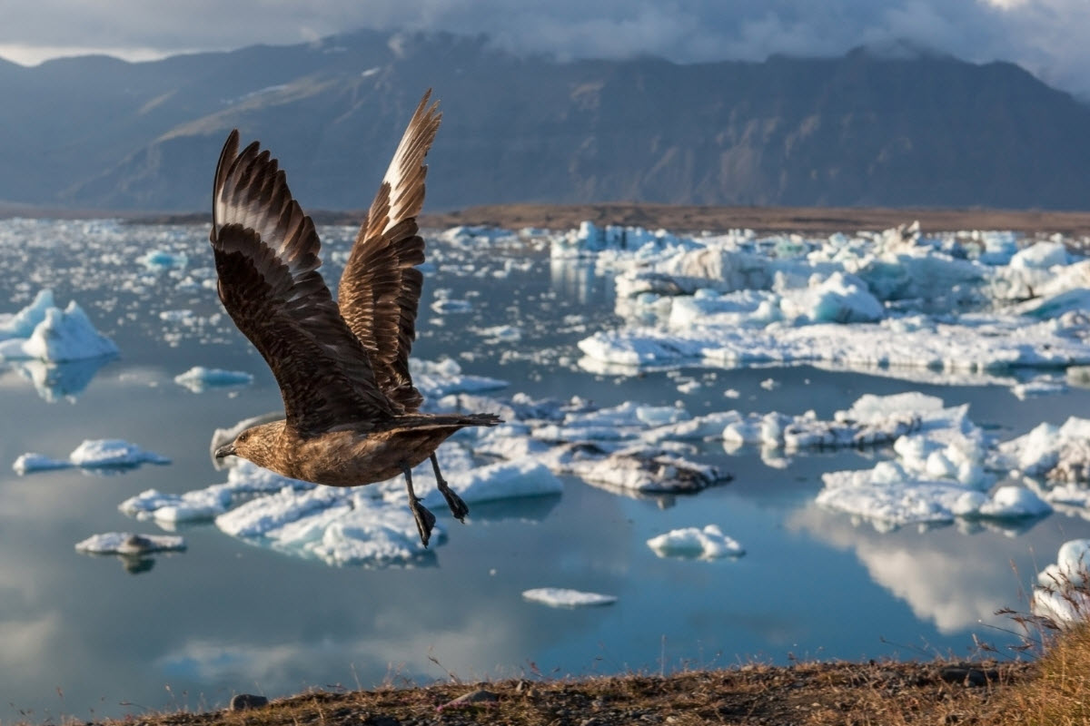 Icebergs floating around in Jokulsarlon Glacier Lagoon