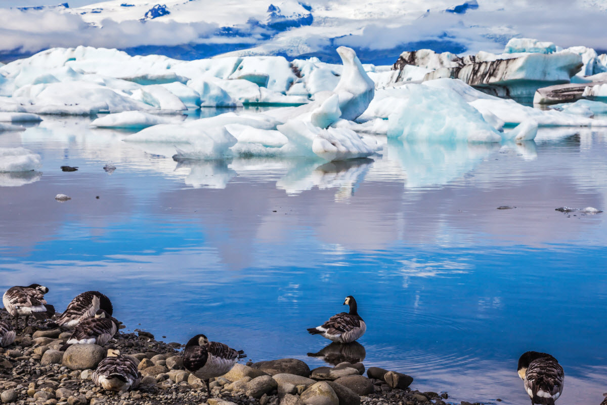 Jokulsarlon glacier lagoon during summer in Iceland