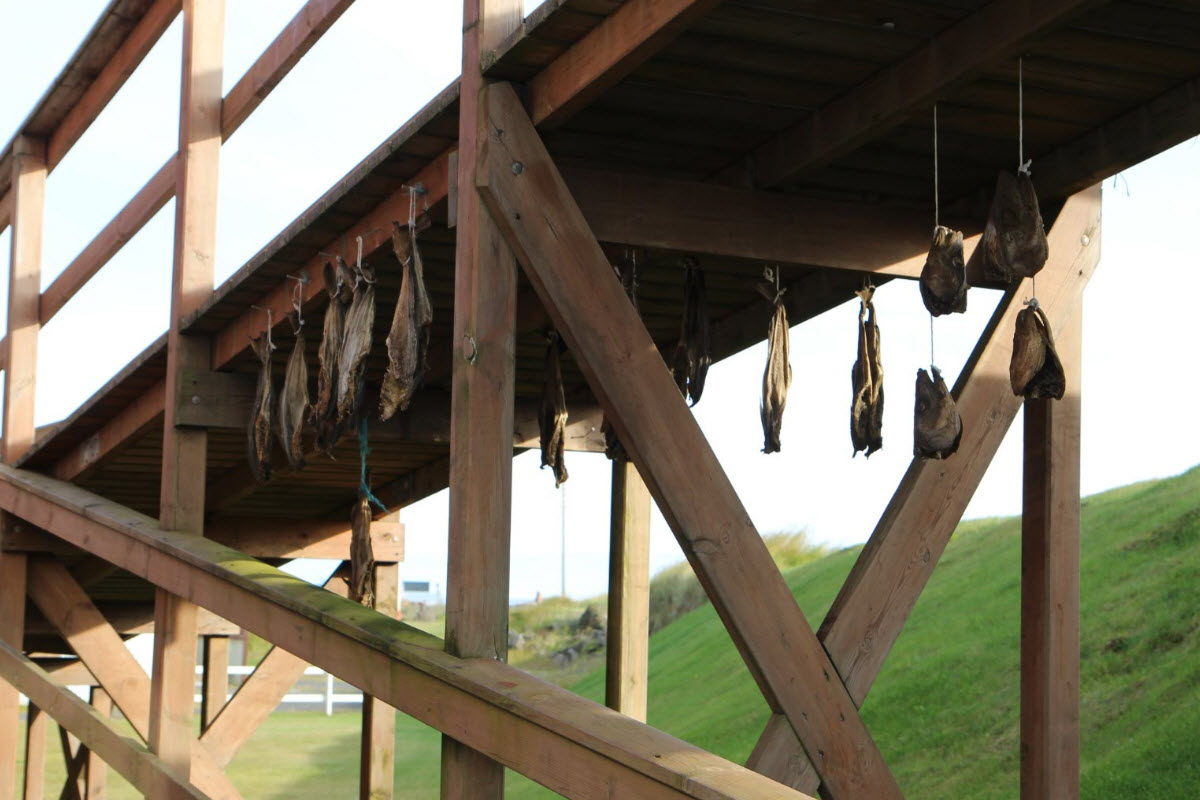 Dry fish on the boardwalk by the shore in Eyrarbakki