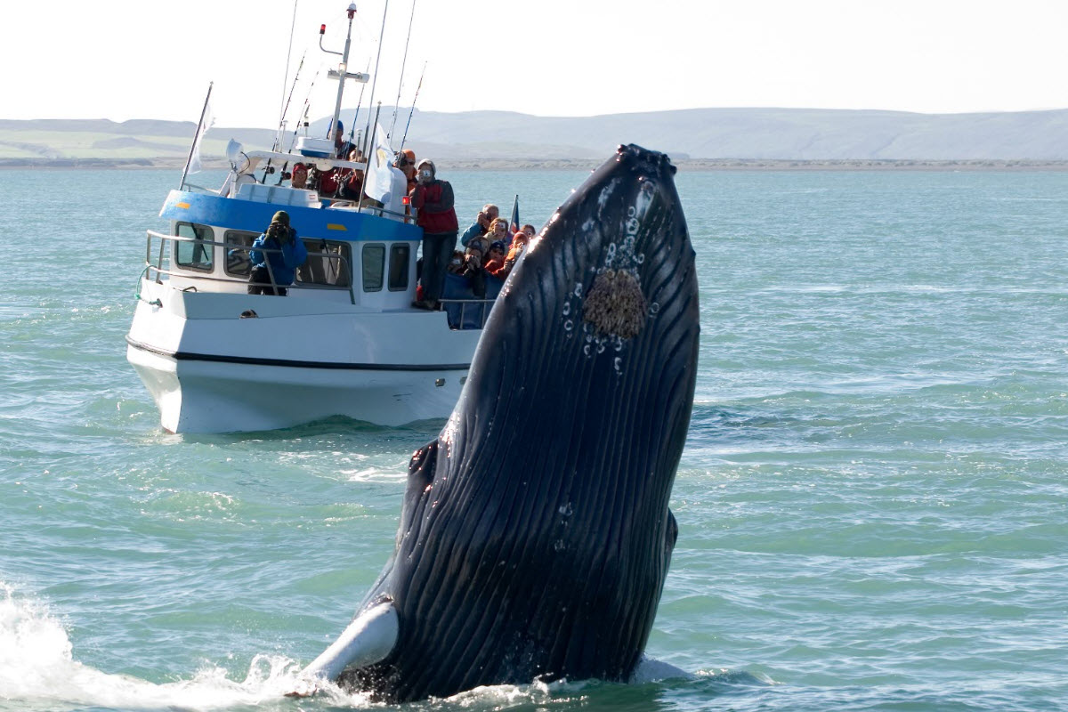 Húsavík is best known for whale watching and is the center of whale watching in Iceland