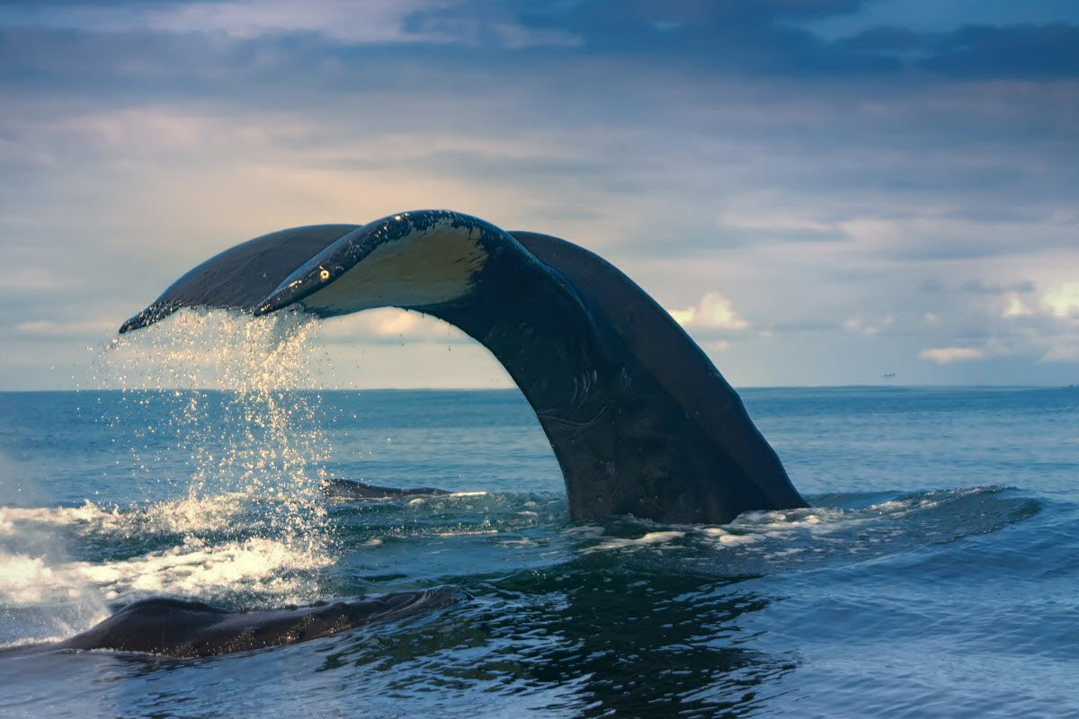 It is possible to see many different kind of whales in Húsavík