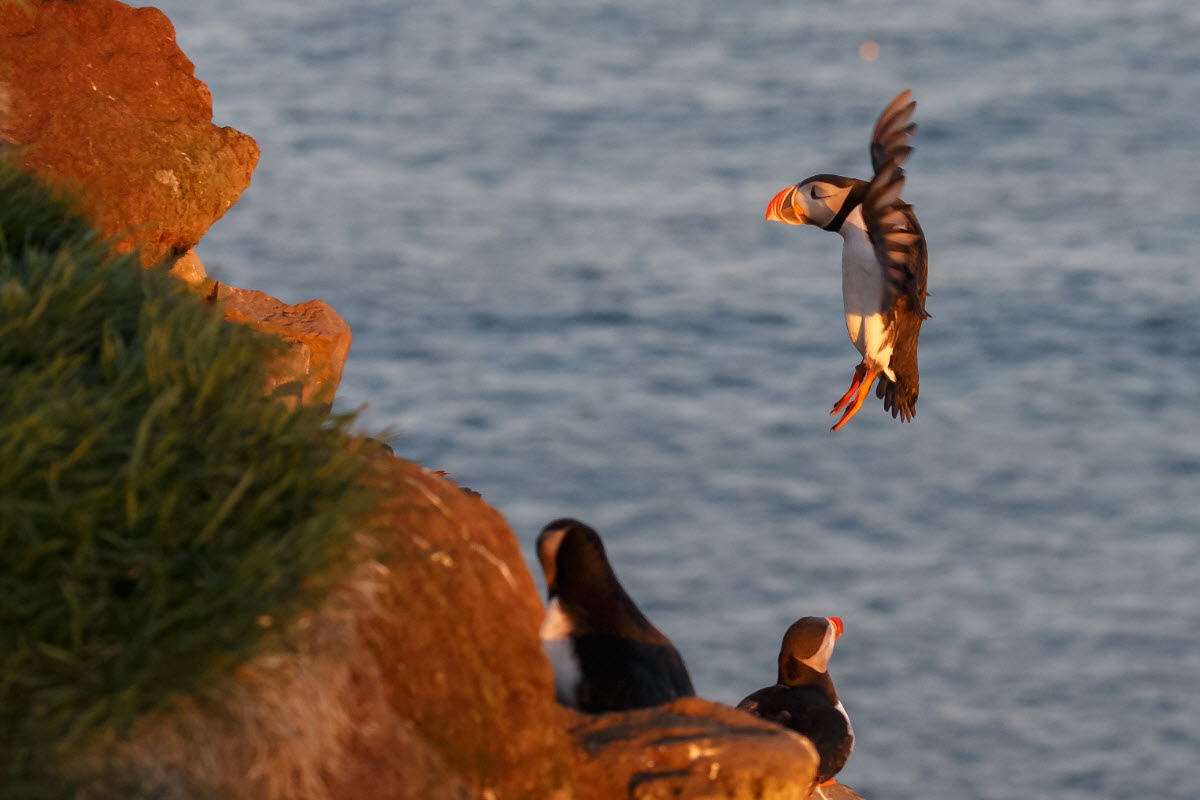 Latrabjarg cliffs are one of the largest bird colony in Europe