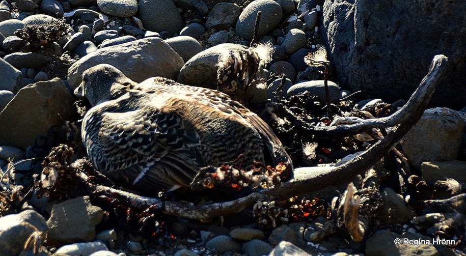 Eider duck on the beach