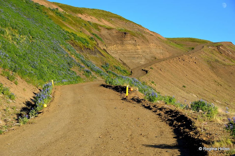 Gravel road and lupine